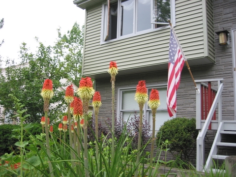 Red Hot Poker