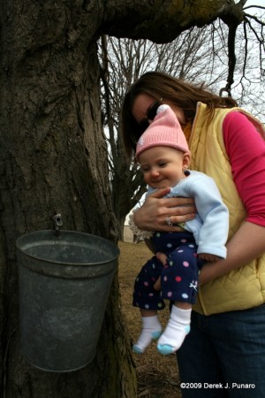 Ariella looking at a maple tree tap